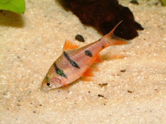 Filament Barb (Desmopuntius hexazona) |commons:File:Desmopuntius hexazona.jpg