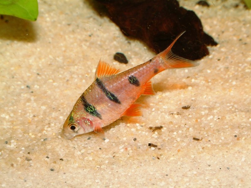 Filament Barb (Desmopuntius hexazona) |commons:File:Desmopuntius hexazona.jpg