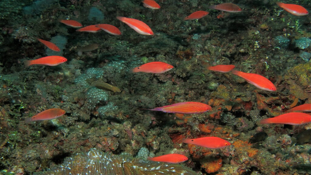 Filamented Flasher Wrasse (Paracheilinus filamentosus) |commons:File:Flasher Wrasses (Paracheilinus filamentosus) (8457391504).jpg