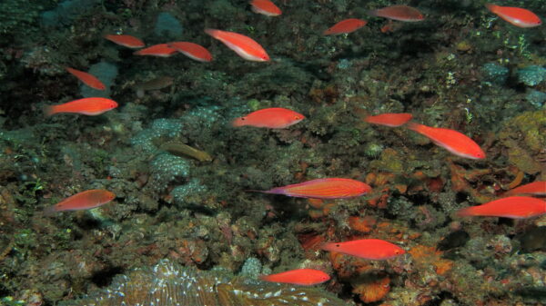 Filamented Flasher Wrasse (Paracheilinus filamentosus) |commons:File:Flasher Wrasses (Paracheilinus filamentosus) (8457391504).jpg