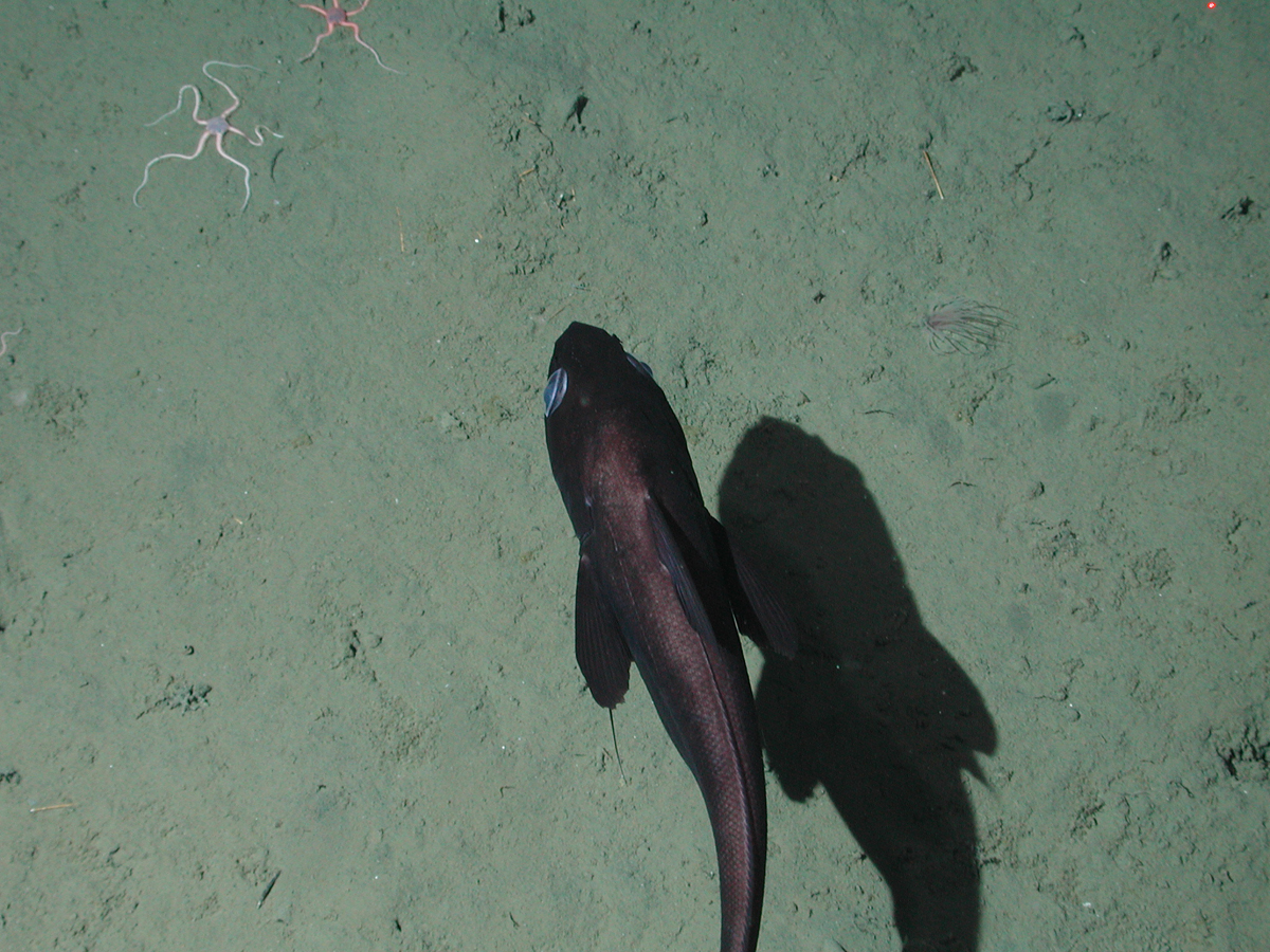 Filamented rattail (Coryphaenoides filifer) |commons:File:Coryphaenoides filifer.jpg