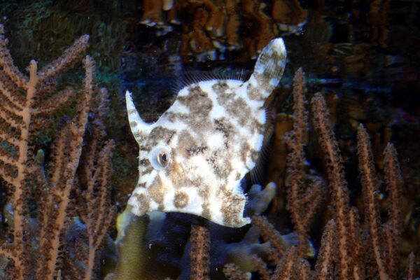 Filefish Acreichthys tomentosus