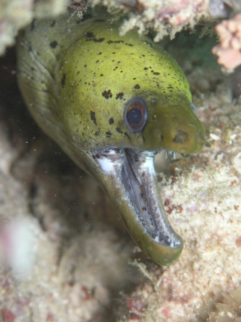 Fimbriated Moray (Gymnothorax fimbriatus) |commons:File:Gymnothorax fimbriatus.JPG