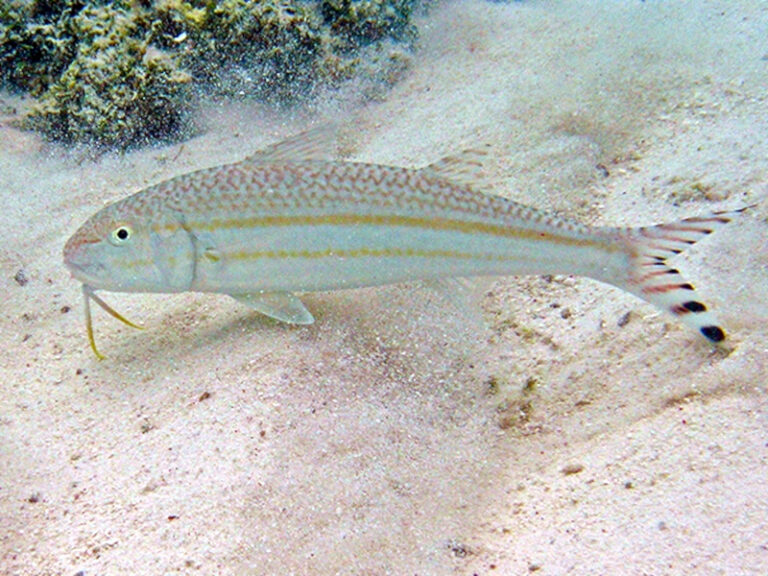 fin-stripe goatfish (Upeneus taeniopterus) |commons:File:Upeneus taeniopterus.jpg