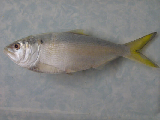 Finescale Menhaden (Brevoortia gunteri) |commons:File:(Brevoortia gunteri) 1f.jpg