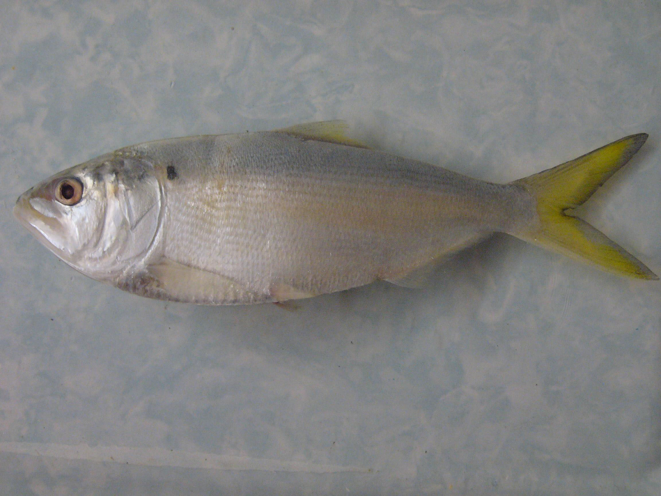 Finescale Menhaden (Brevoortia gunteri) |commons:File:(Brevoortia gunteri) 1f.jpg