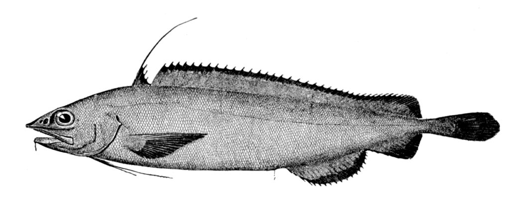 Finescale Mora (Antimora microlepis) |commons:File:Antimora microlepis.jpg