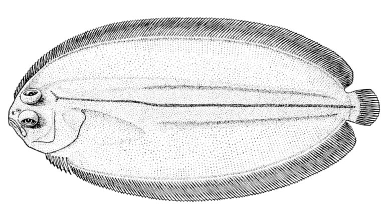Finless Flounder (Achiropsetta tricholepis) |commons:File:Achiropsetta tricholepis.jpg