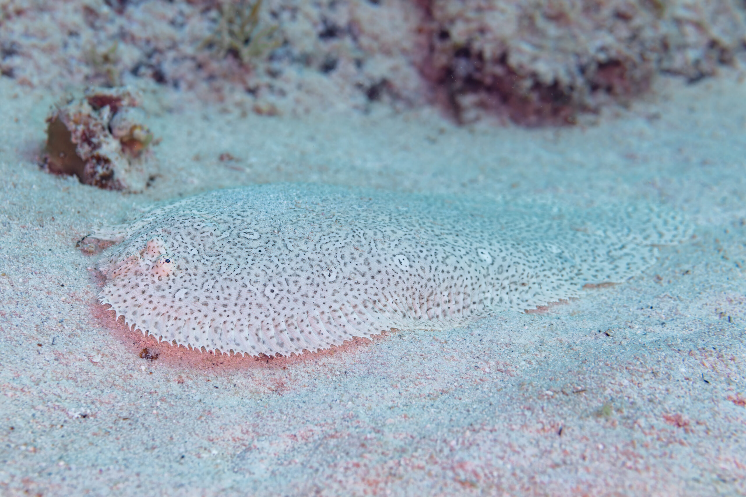 Finless Sole (Pardachirus marmoratus) |commons:File:Lenguado (Pardachirus marmoratus), Mauricio, 2025-09-24, DD 111.jpg