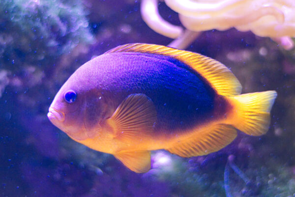 Fire Clownfish (Amphiprion ephippium) |commons:File:20171101 Amphiprion ephippium.jpg