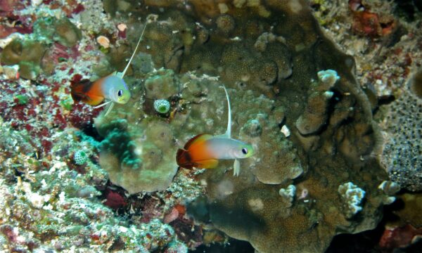 Firefish Goby (Nemateleotris magnifica) |commons:File:Fire Gobies (Nemateleotris magnifica) (6059010022).jpg