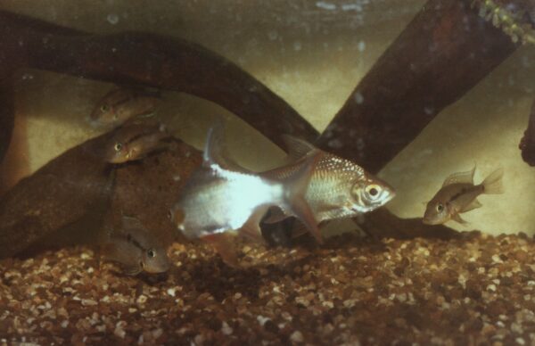 Firemouth (Thorichthys meeki) |commons:File:Barbonymus schwanenfeldii & Thorichthys meeki.jpg