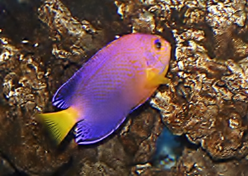Fisher's Angelfish (Centropyge fisheri) |commons:File:Centropyge fisheri.jpg