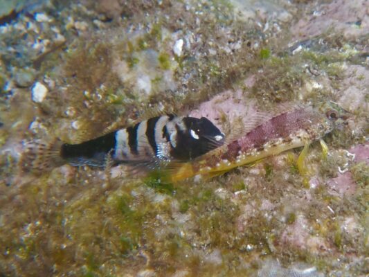 Fishgod Blenny (Malacoctenus ebisui) |commons:File:Malacoctenus ebisui.jpg