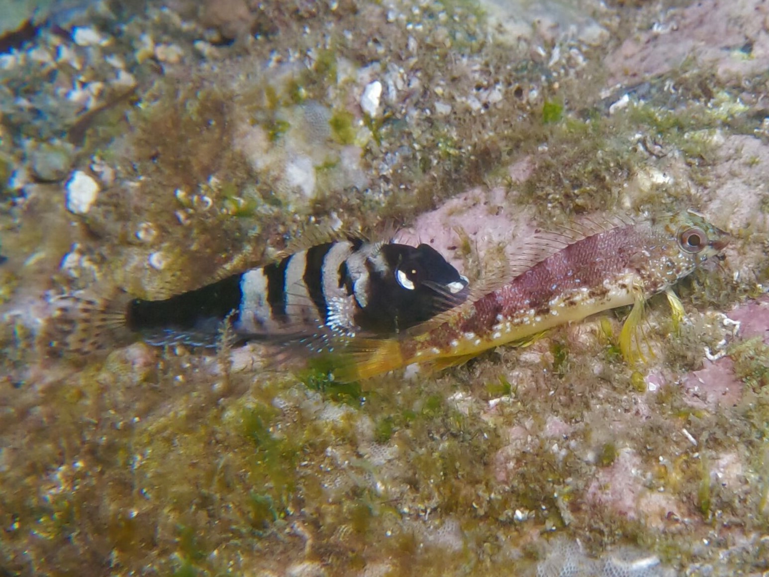 Fishgod Blenny (Malacoctenus ebisui) |commons:File:Malacoctenus ebisui.jpg