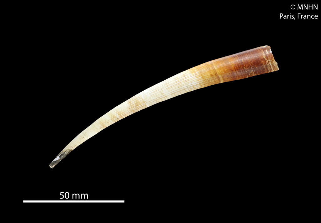 Fissidentalium magnificum Fissidentalium magnificum