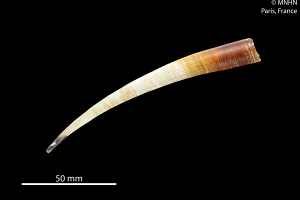 Fissidentalium magnificum Fissidentalium magnificum