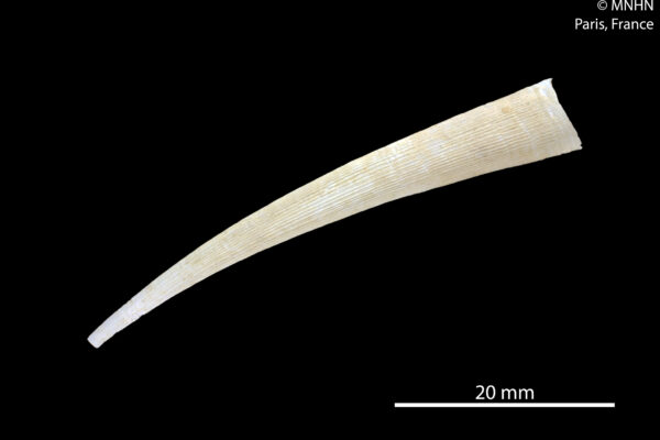 Fissidentalium malayanum Fissidentalium malayanum
