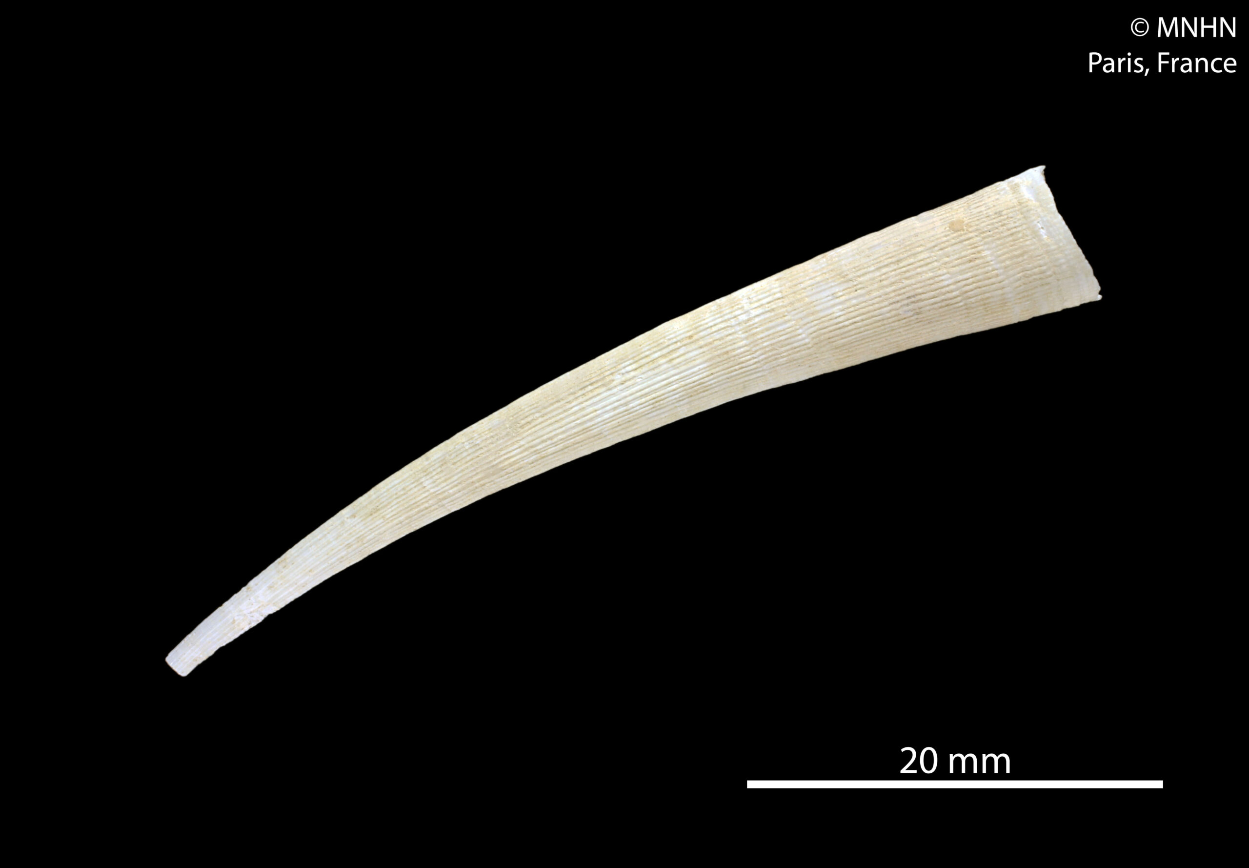 Fissidentalium malayanum Fissidentalium malayanum
