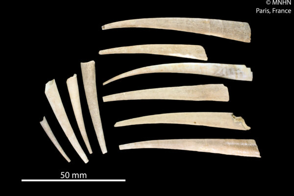 Fissidentalium profundorum Fissidentalium profundorum