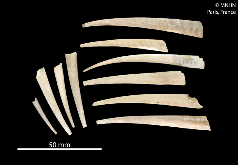 Fissidentalium profundorum Fissidentalium profundorum