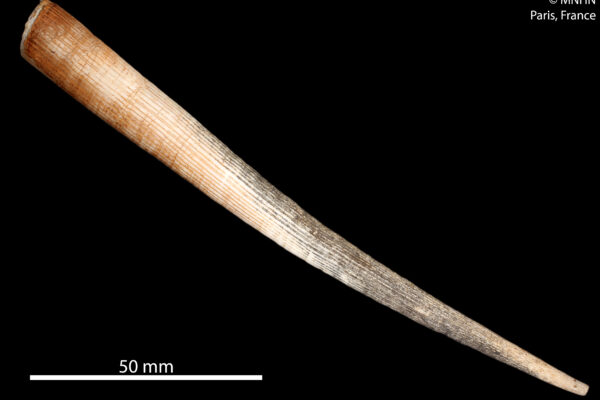 Fissidentalium sahlmanni Fissidentalium sahlmanni