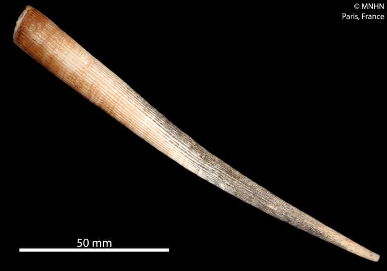 Fissidentalium sahlmanni Fissidentalium sahlmanni