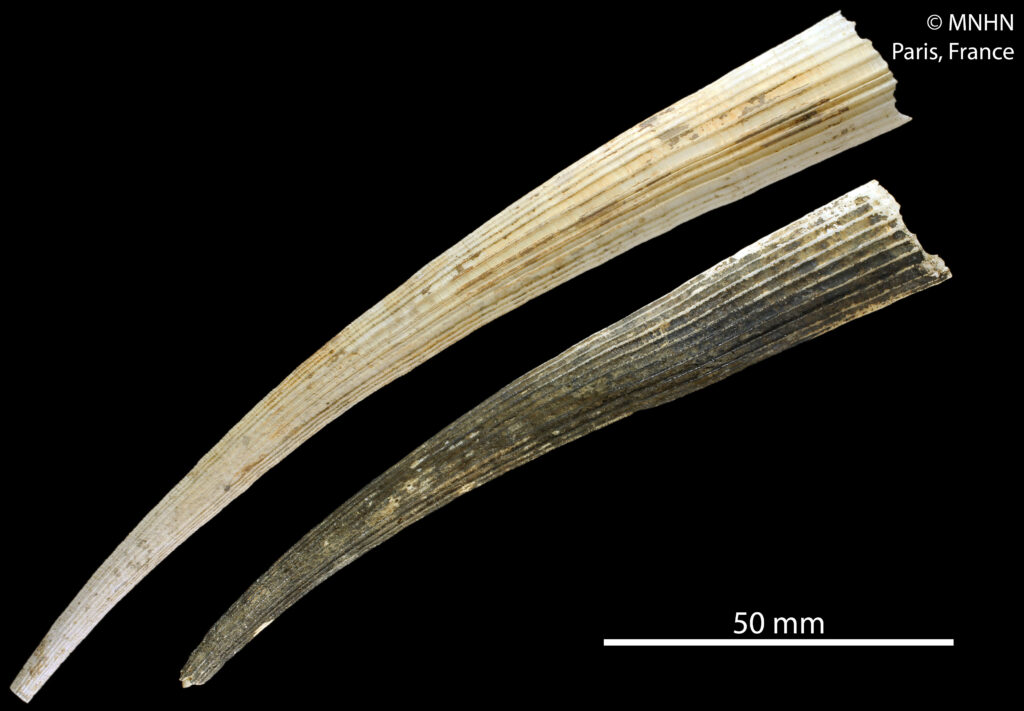 Fissidentalium shoplandi Fissidentalium shoplandi