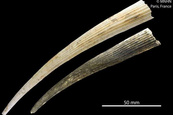 Fissidentalium shoplandi Fissidentalium shoplandi