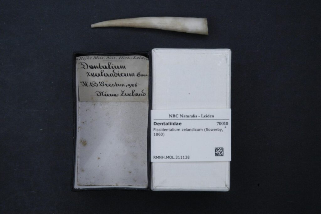 Fissidentalium zelandicum Fissidentalium zelandicum