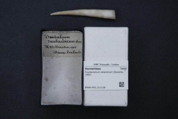 Fissidentalium zelandicum Fissidentalium zelandicum
