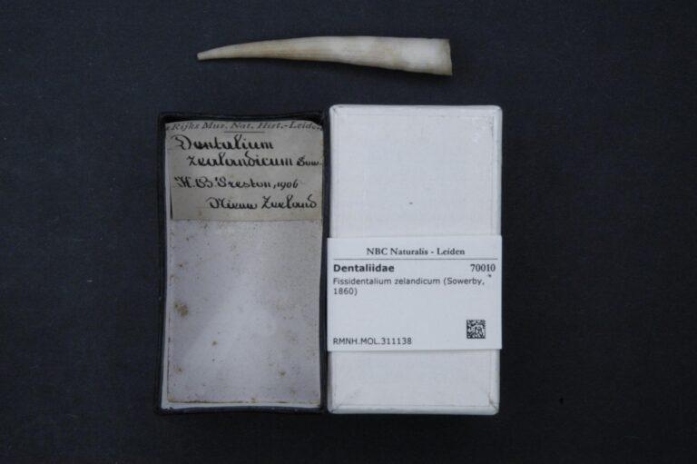 Fissidentalium zelandicum Fissidentalium zelandicum