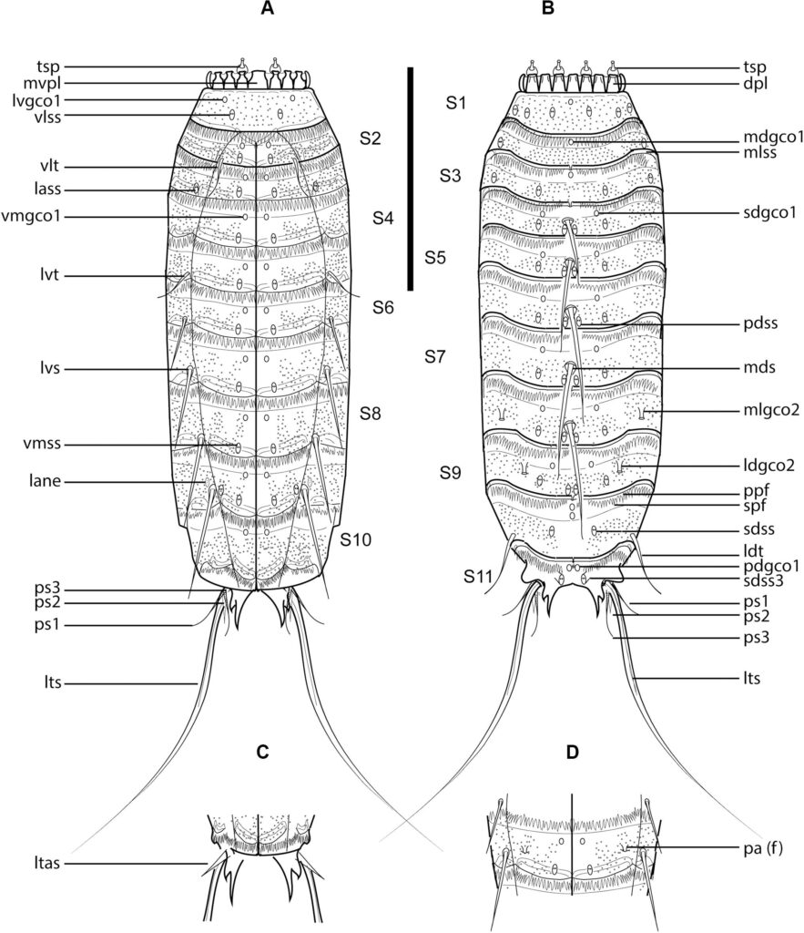 Fissuroderes cthulhu Fissuroderes cthulhu