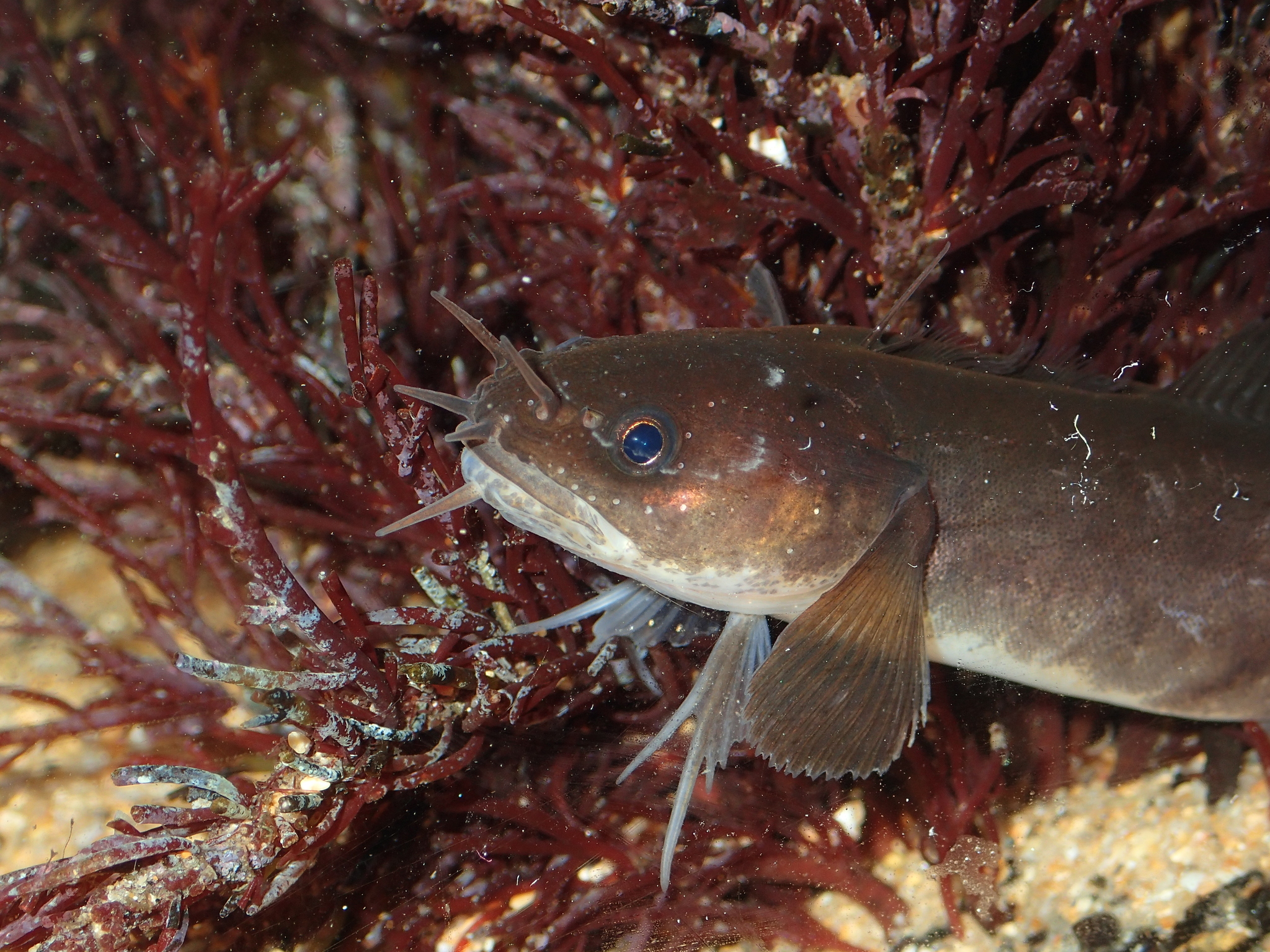 Five-bearded Rockling (Ciliata mustela) |commons:File:Ciliata mustela 1.jpg