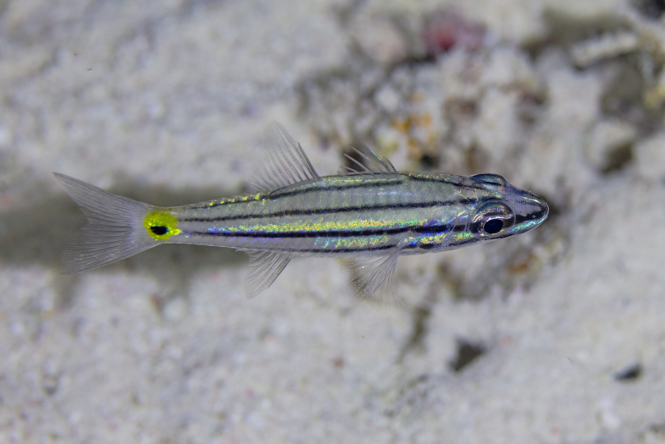Fivelined Cardinalfish (Cheilodipterus quinquelineatus) |commons:File:Apogónido (Cheilodipterus quinquelineatus), mar Rojo, Egipto, 2023-04-17, DD 150.jpg