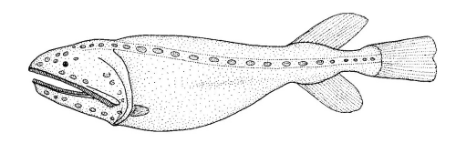 Flabby Whalefish (Gyrinomimus grahami) |commons:File:Gyrinomimus grahami (no common name).gif