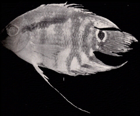 Flag Cichlid (Mesonauta festivus) |commons:File:FMIB 52386 Mesonauta festivus (Heckel).jpeg