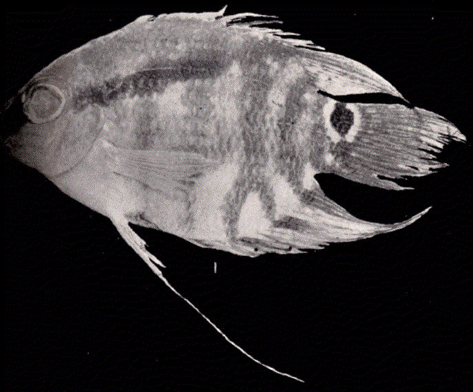 Flag Cichlid (Mesonauta festivus) |commons:File:FMIB 52386 Mesonauta festivus (Heckel).jpeg