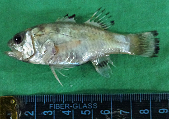Flagfin Cardinalfish (Jaydia truncata) |commons:File:Jaydia truncata.jpg