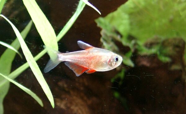 Flama Tetra (Hyphessobrycon flammeus) |commons:File:Hyphessobrycon flammeus.jpg
