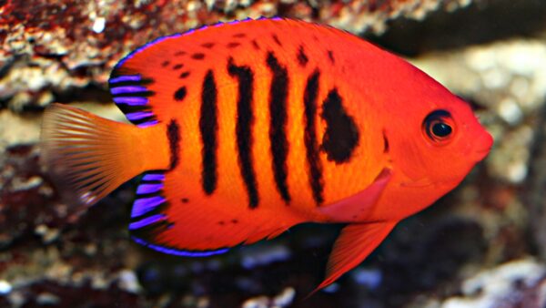 Flame Angel (Centropyge loricula) |commons:File:Centropyge loricula, 2010.jpg