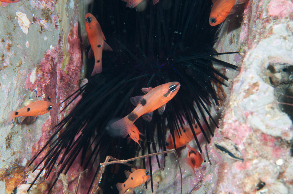 Flame Cardinalfish (Apogon pseudomaculatus) |commons:File:Apogon pseudomaculatus - Sanc1523.jpg