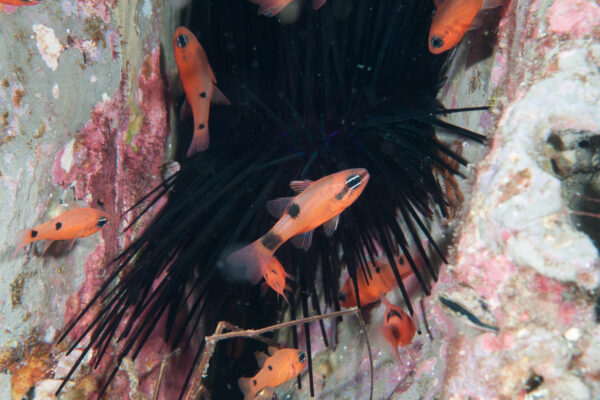 Flame Cardinalfish (Apogon pseudomaculatus) |commons:File:Apogon pseudomaculatus - Sanc1523.jpg