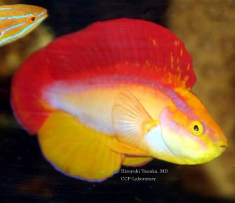 Flame Wrasse (Cirrhilabrus jordani) |commons:File:Cirrhilabrus jordani.jpg