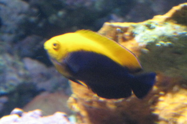 Flameback Angelfish Centropyge aurantonotus