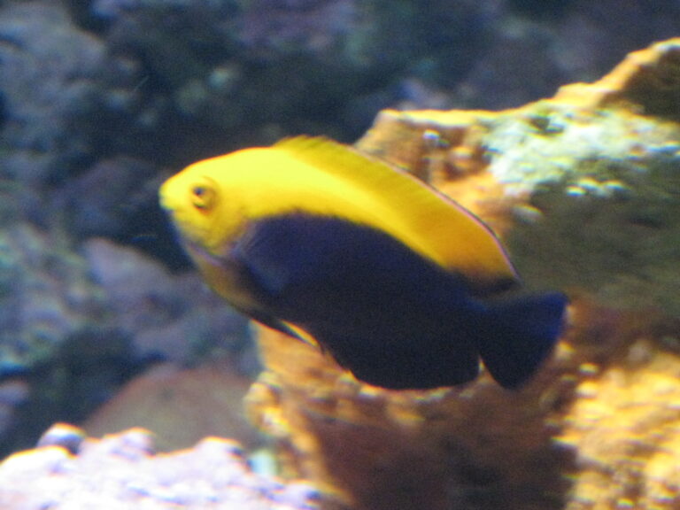 Flameback Angelfish Centropyge aurantonotus