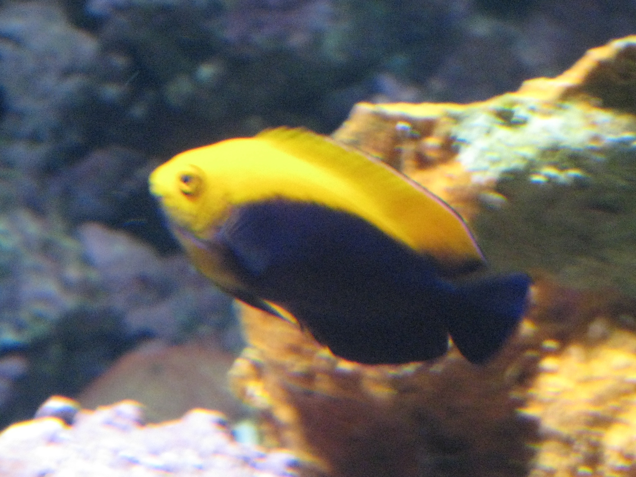 Flameback Angelfish Centropyge aurantonotus