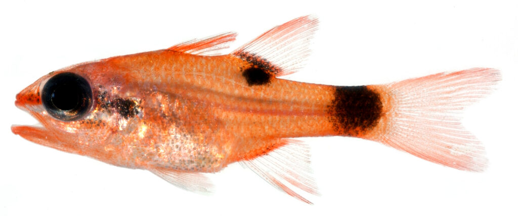 Flamefish (Apogon maculatus) |commons:File:Apogon maculatus.jpg