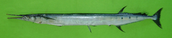Flat Needlefish (Ablennes hians) |commons:File:Ablennes hians.jpg