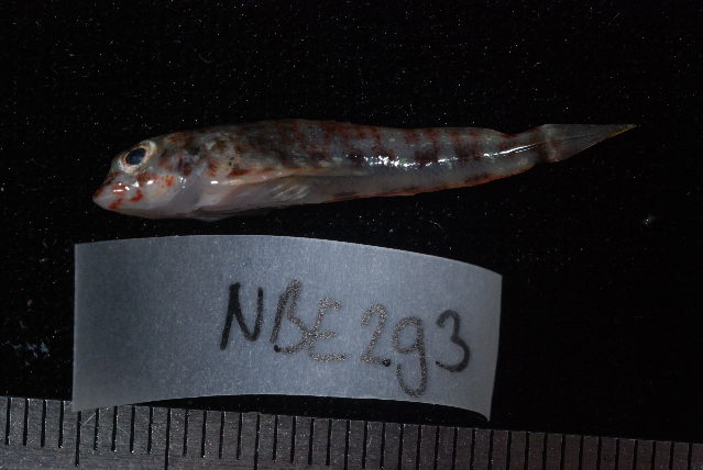 Floral Blenny (Petroscirtes mitratus) |commons:File:Petroscirtes mitratus.jpg